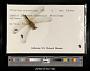 Orthetrum microstigma