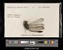 Orthetrum sabina