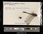 Orthetrum sabina