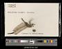 Orthetrum sabina