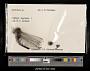 Orthetrum sp.