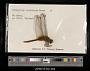 Orthetrum testaceum