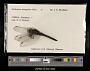 Orthetrum triangulare