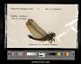 Orthetrum triangulare