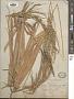 Oryza sativa L.