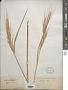 Oryza sativa L.