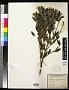 Osbeckia pityrophylla DC.