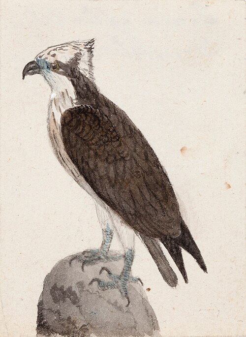 Osprey