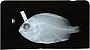 Ostichthys japonicus