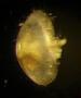 Ostracoda