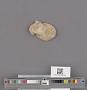 Ostrea lurida Carpenter
