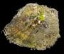 Ostreidae