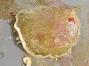 Ostreidae
