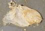 Ostreidae