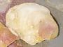 Ostreidae