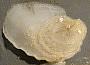 Ostreidae