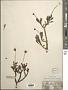 Othonna arborescens L.