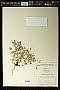Oxalis stricta L.