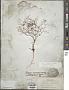 Oxytheca dendroidea Nutt. subsp. dendroidea