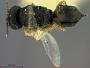 Pachycrepoideus dubius