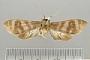 Pachydota inermis
