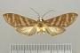 Pachydota josefina