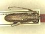 Pachypezomorpha strandi