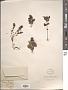 Paederota sp.
