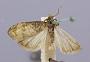 Paedisca illotana