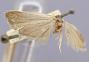 Paedisca pulveratana