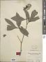 Paeonia lactiflora Pall.