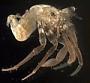 Pagurixus nomurai