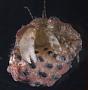 Pagurixus sp.