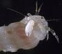 Pagurixus sp.