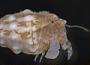 Pagurixus sp.
