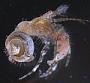 Pagurixus sp.