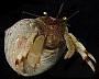 Pagurus beringanus