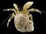 Pagurus hirsutiusculus