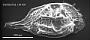 Paijenborchella malayaensis