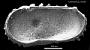 Paleoabyssocythere sp.