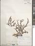 Palisada perforata (Bory) K.W. Nam