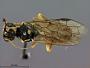 Pamphilius fulvifrons