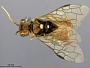 Pamphilius vernalis