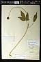 Panax bipinnatifidus Seem.