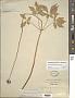 Panax bipinnatifidus Seem.