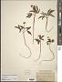 Panax trifolius L.