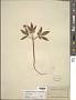 Panax trifolius L.