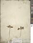 Panax trifolius L.