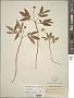 Panax trifolius L.