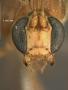 Paniscus alaskensis